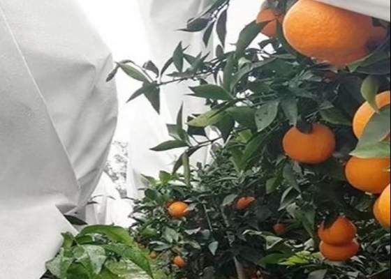 kaufen Wärmedämmung und durchsichtige Garten-Kaltdichte zusammengesetzte Vliesstoffe online manufacture