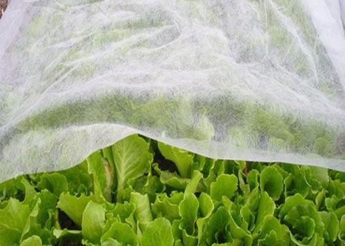 kaufen PP-Nichtgewebte Stoffe Antifrostbeutungen Insektenprävention für Landwirtschaft online manufacture