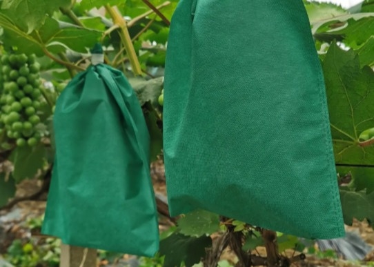 kaufen Nichtgewebte Decktüten für den hochwertigen Schutz des Bananenanbaus online manufacture