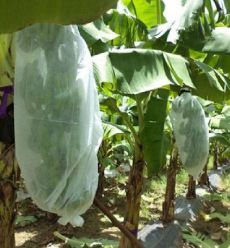 kaufen Weed Control Agriculture PP Nonwoven for Planting Customize Weight Color Width Length online manufacture