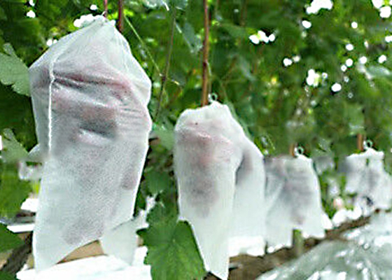 kaufen Nicht giftiges Landwirtschafts-nicht Gewebes-Antimehltau 1% - 4% UV-BEHANDELTes 300g/M2 online manufacture