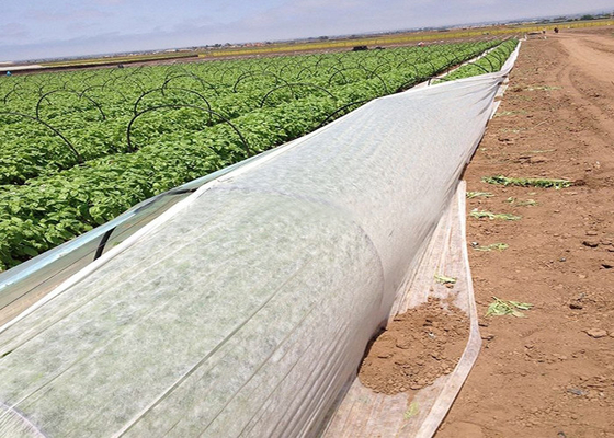 kaufen der Landwirtschafts-300gsm Gewebe ISO9001 nicht für die Gartenarbeit online manufacture
