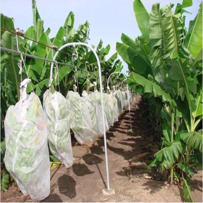 Atmungsaktive Obstschutzbeutel aus Vliesstoff. Landwirtschaftlicher Vliesstoff zum Schutz von Bananen und Trauben